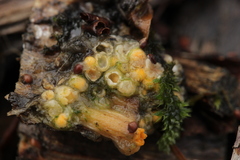 Sphaerobolus stellatus