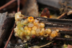 Sphaerobolus stellatus