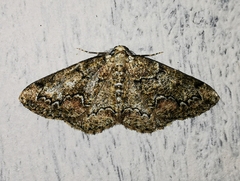 Cleorodes lichenaria