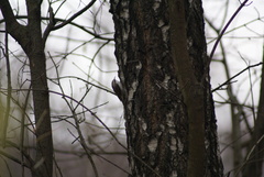 Certhia familiaris