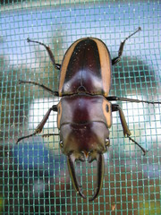 Prosopocoilus bison cinctus