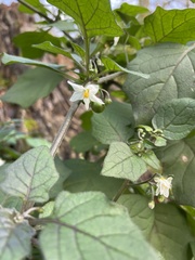 Solanum nigrum