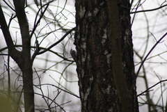 Certhia familiaris