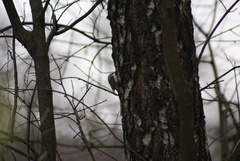 Certhia familiaris