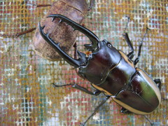 Prosopocoilus bison cinctus