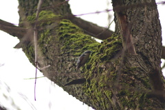 Sitta europaea