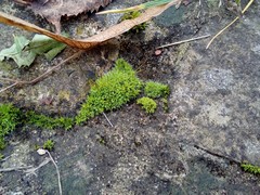 Tortula muralis