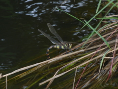 Anax immaculifrons