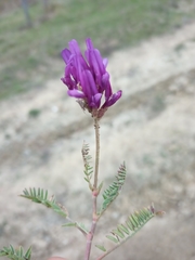 Astragalus danicus