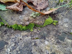 Tortula muralis
