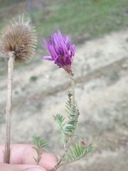 Astragalus danicus