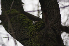 Sitta europaea