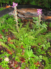 Pedicularis rubens