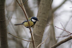 Parus major