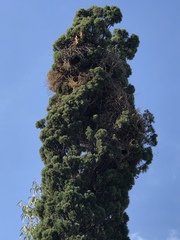 Myiopsitta monachus