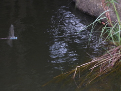 Anax immaculifrons