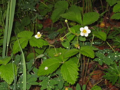 Fragaria orientalis