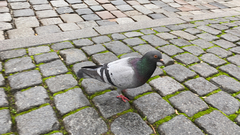 Columba livia domestica