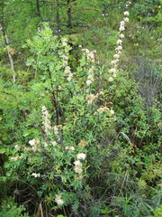 Spiraea alpina