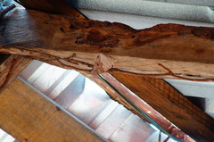 Prepona laertes octavia