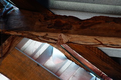 Prepona laertes octavia