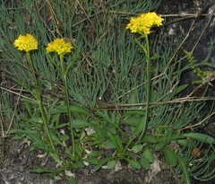 Patrinia sibirica
