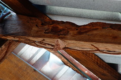 Prepona laertes octavia