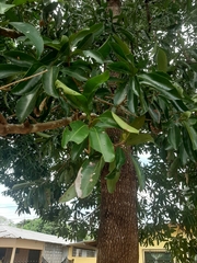 Vochysia lehmannii