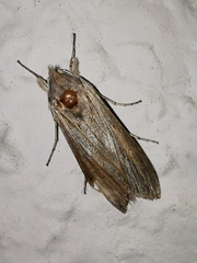 Cucullia umbratica