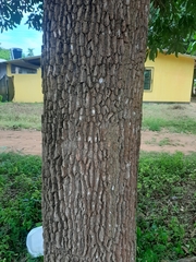 Vochysia lehmannii