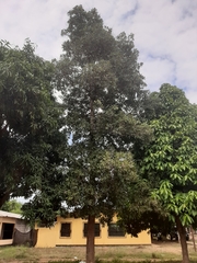 Vochysia lehmannii