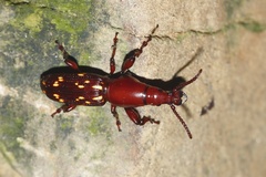Arrhenodini
