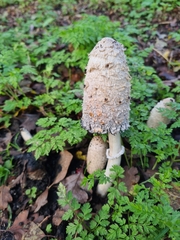Coprinus comatus