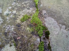 Tortula muralis