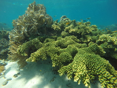 Acropora sarmentosa