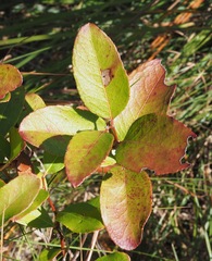 Zenobia pulverulenta