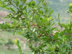 Erythroxylum monogynum