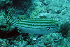 Plectorhinchus lessonii