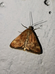 Pyrausta despicata