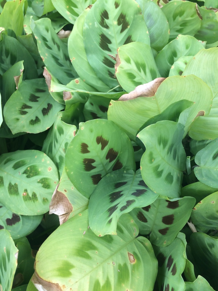 Maranta (plante priante) (Maranta leuconeura)