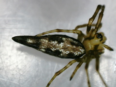 Cyclosa baakea