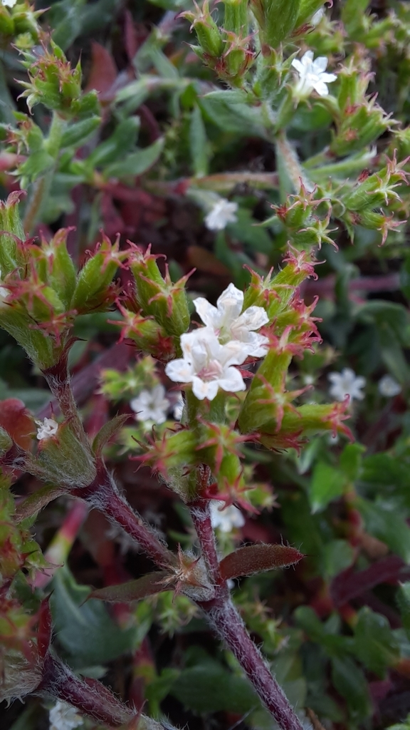 Chorizanthe vaginata