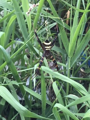 Argiope reinwardti