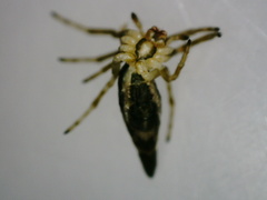 Cyclosa baakea
