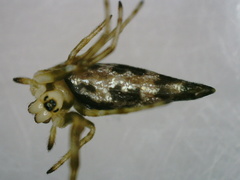Cyclosa baakea