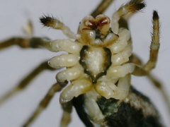 Cyclosa baakea
