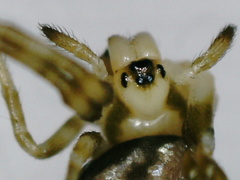 Cyclosa baakea