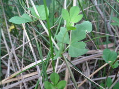 Lotus uliginosus