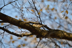 Poecile palustris