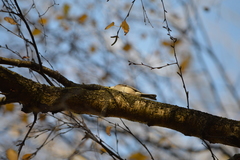 Poecile palustris